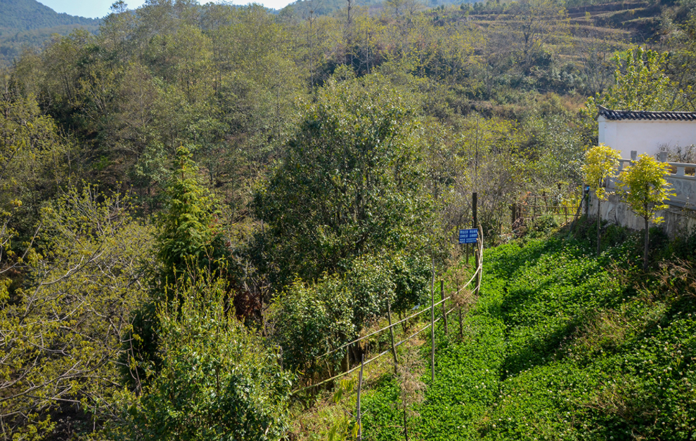云南最早种植茶树的地区是那儿