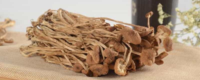 茶树菇的功效与作用及禁忌