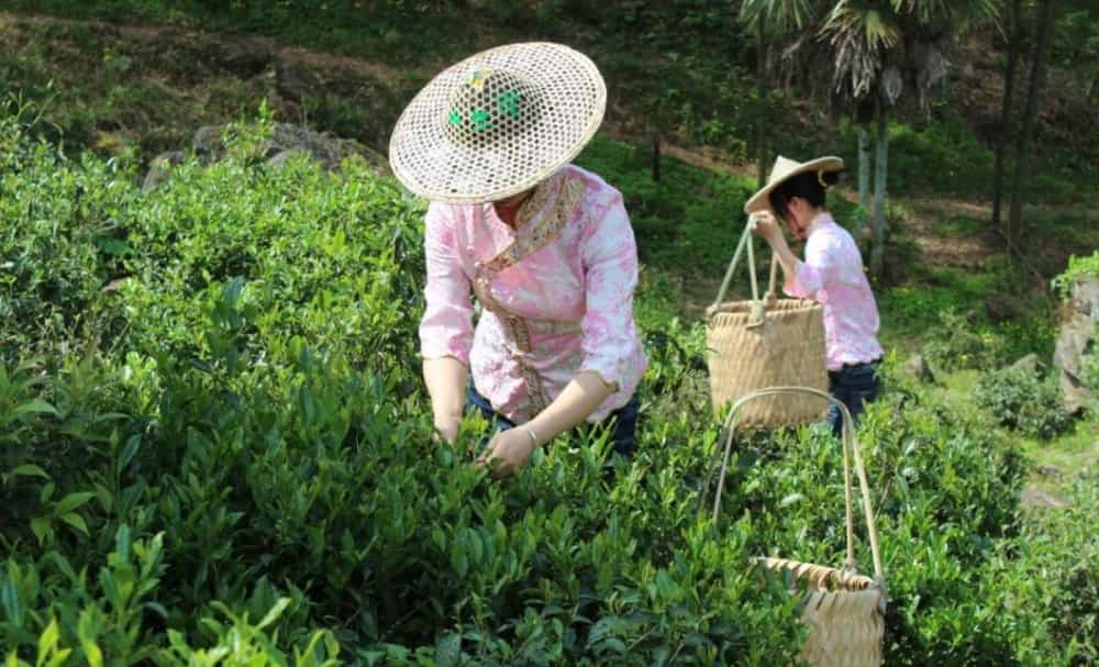 金骏眉属于什么茶叶是红茶还是绿茶