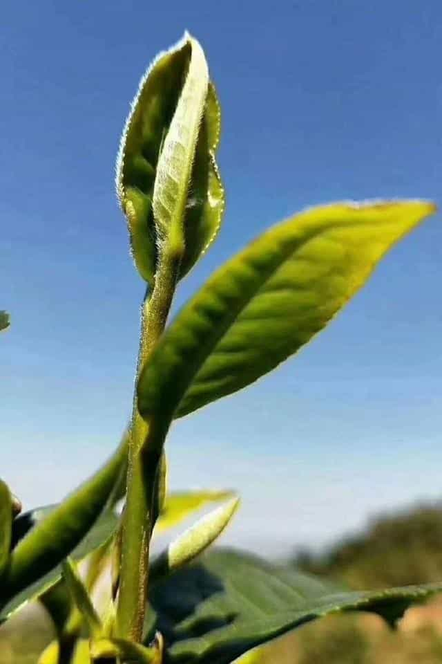 细说云南各大山头普洱茶的特点，对普洱茶的疑惑都在这里