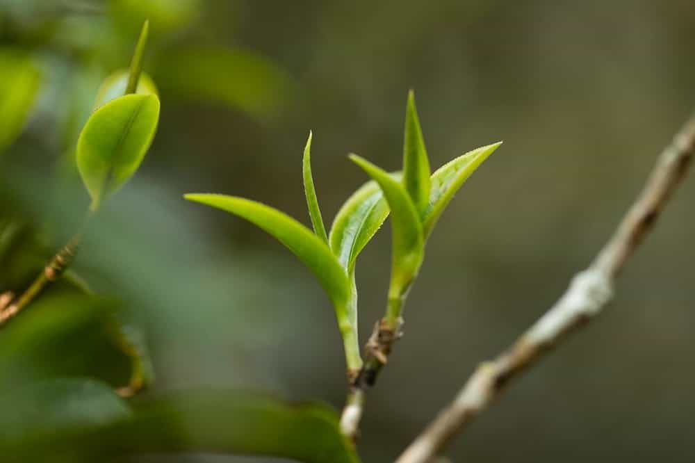 100条普洱茶专业术语，让你秒懂普洱茶，值得收藏