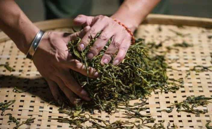 白茶和普洱茶的区别