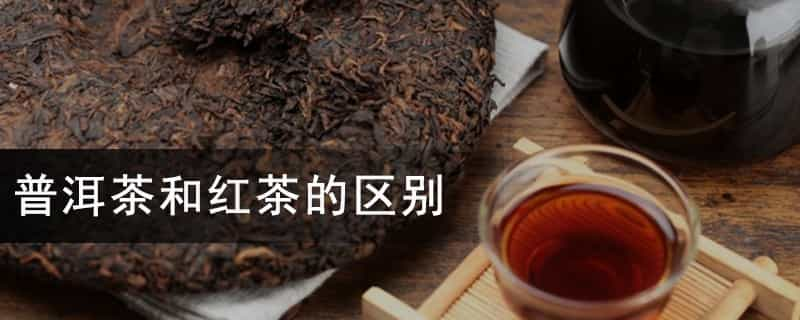 普洱茶和红茶的区别