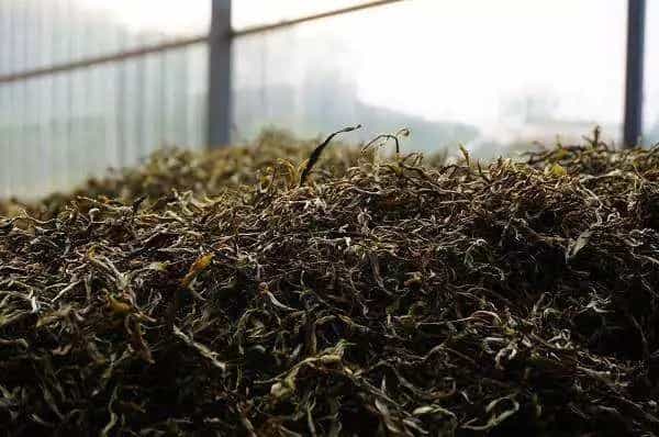 传统安化黑茶的发酵过程