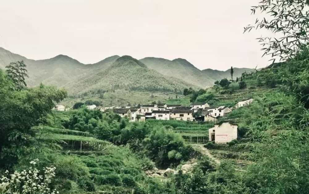 金山时雨是什么茶