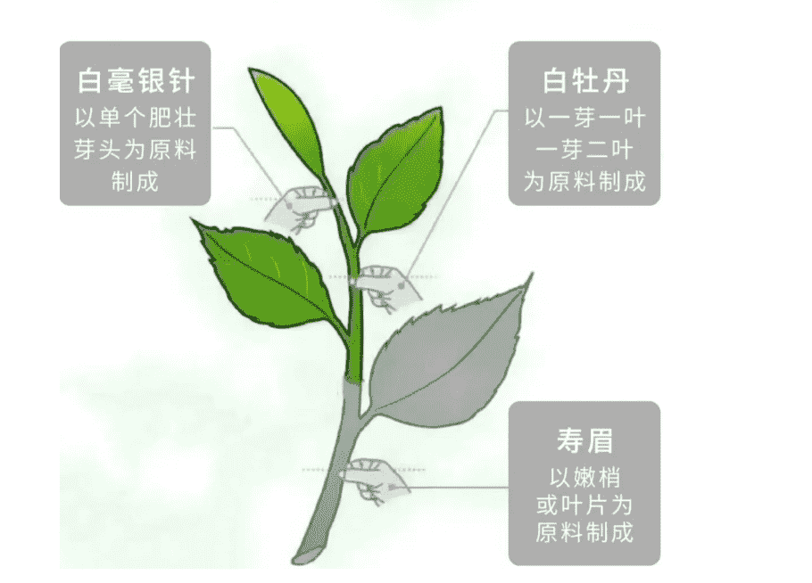 白牡丹新茶叶子是什么颜色