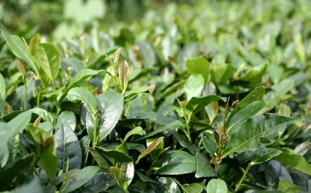 福建茶叶品种丰富的自然原因