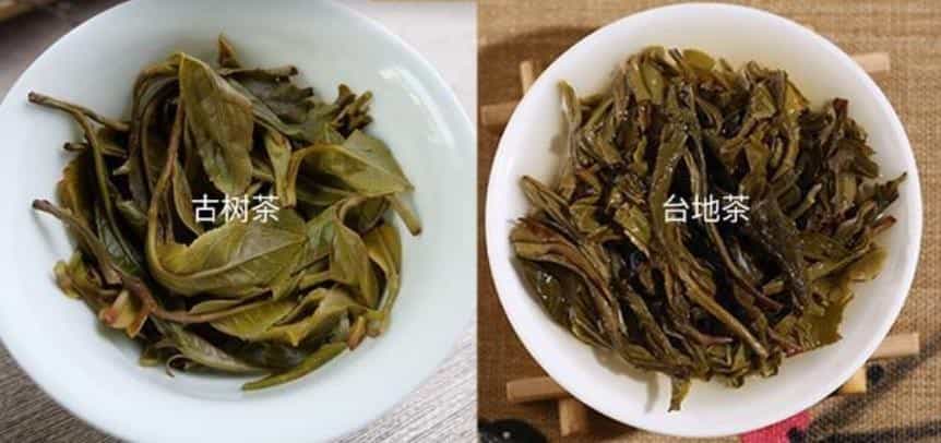 台地茶和古树茶的区别照片