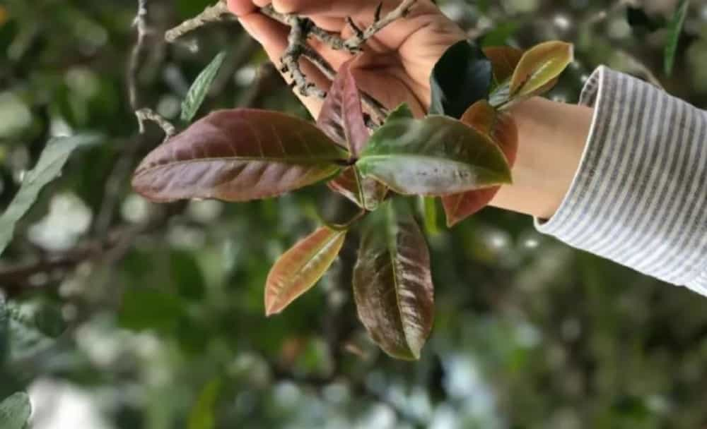 紫芽、紫娟、紫茶，三者有什么区别