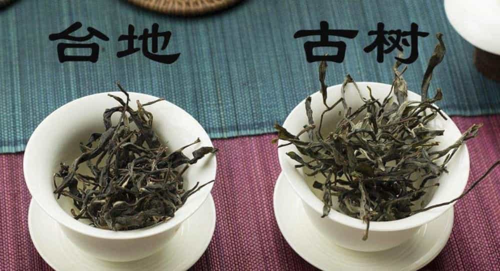 普洱台地茶和古树茶的区别