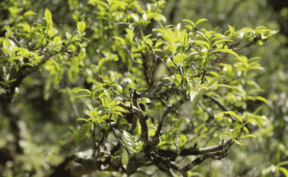 公弄山古树茶的特点