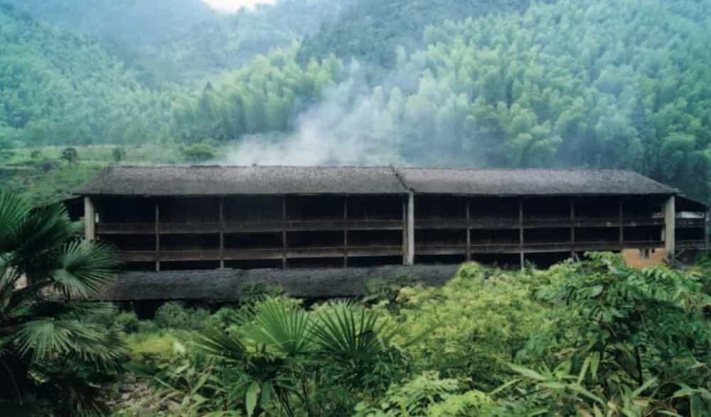 正山小种有烟熏味道