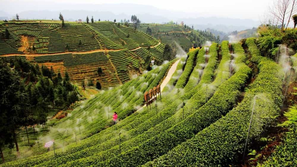 峨眉毛峰茶产地是哪里