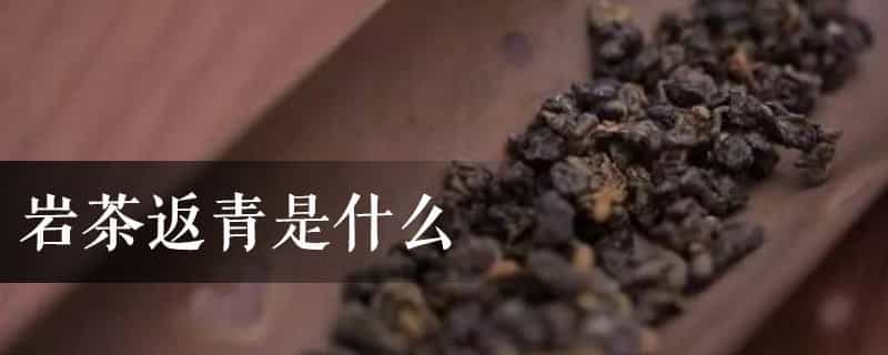 岩茶返青是什么