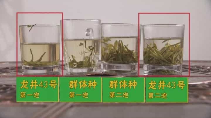 西湖龙井茶有哪些品种？各自的特点是什么？