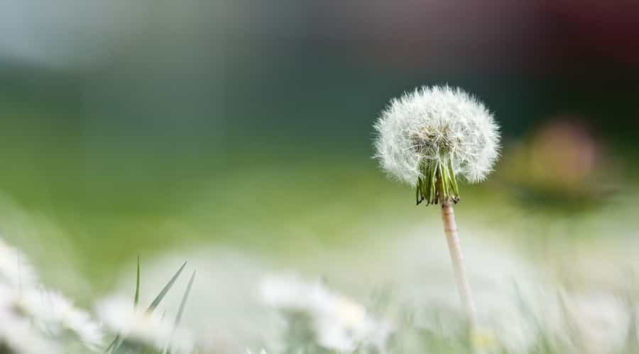 花茶不能随意搭，性温性寒要了解