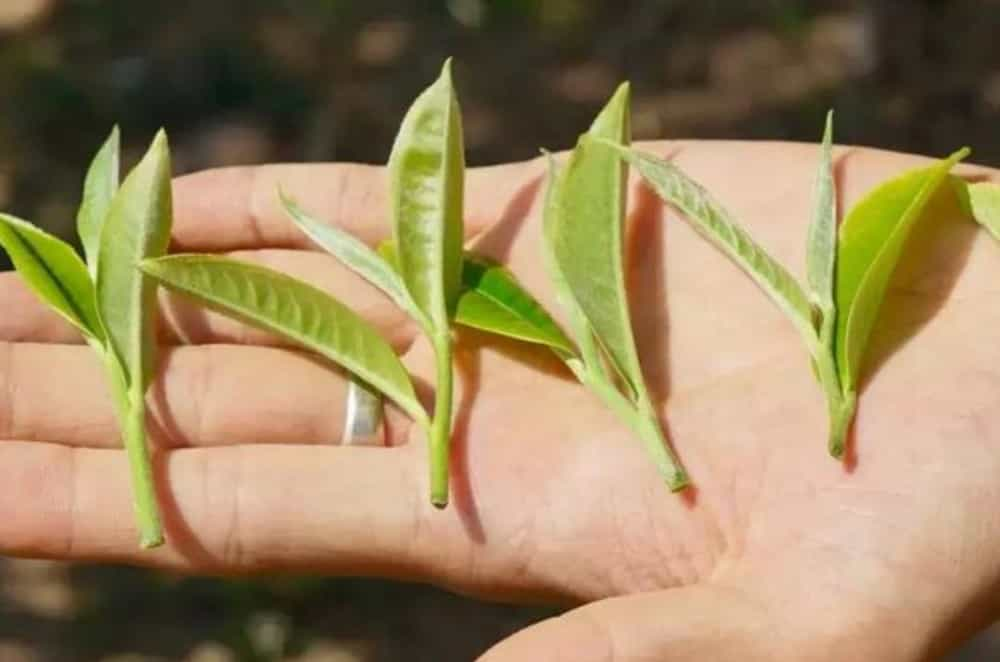 茶的介绍，茶都有哪些类型