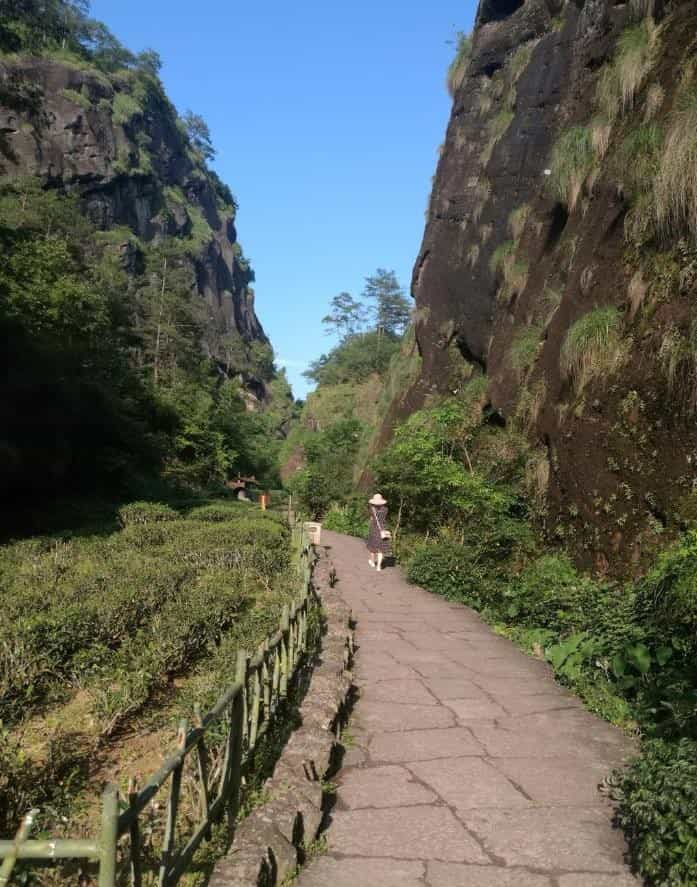 品饮乌龙茶的起源时代