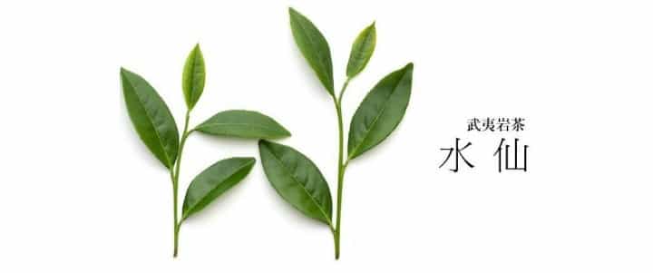 武夷水仙茶和肉桂茶的区别？
