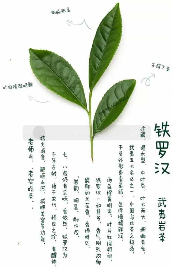 茶叶铁罗汉属于什么茶？有什么特征和特点？