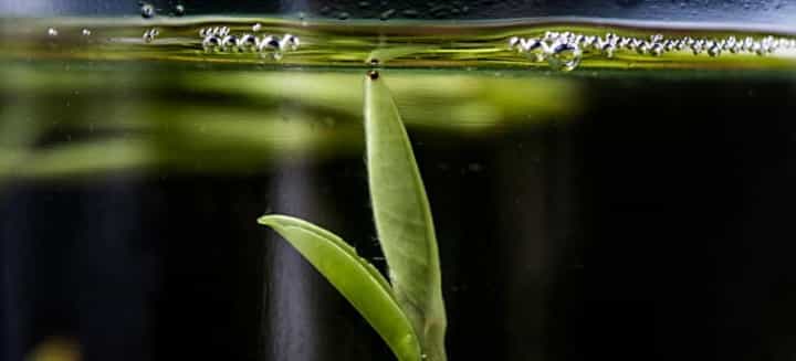 制作绿茶的工艺过程，绿茶是怎么制作成干茶的？