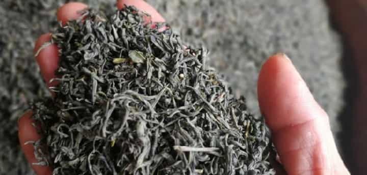 龟山岩绿茶怎么样？龟山岩绿茶的品质特点和简介