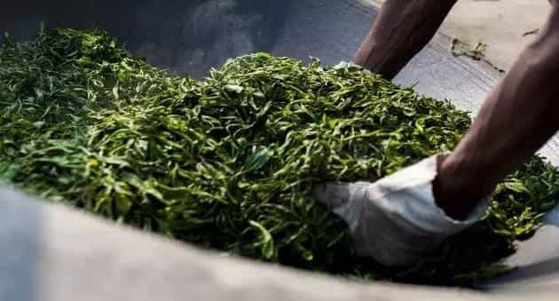 乌龙茶的制作工艺流程