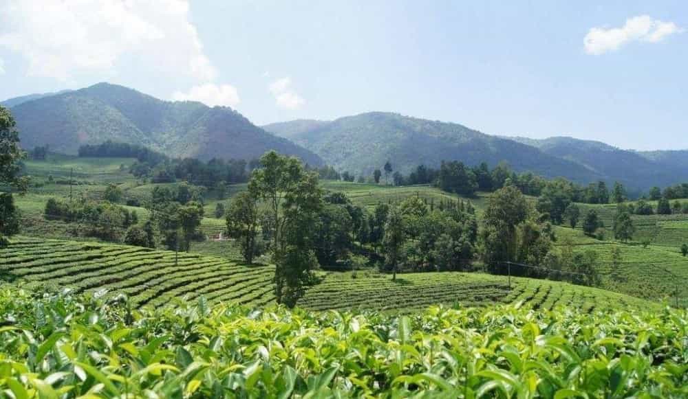 中国四大茶产区简单概括
