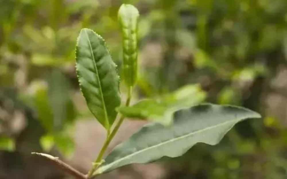 福建茶叶品种丰富的自然原因
