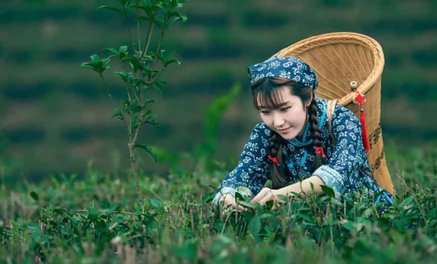 茶话 | 喝茶上瘾，这是怎样的一种体验