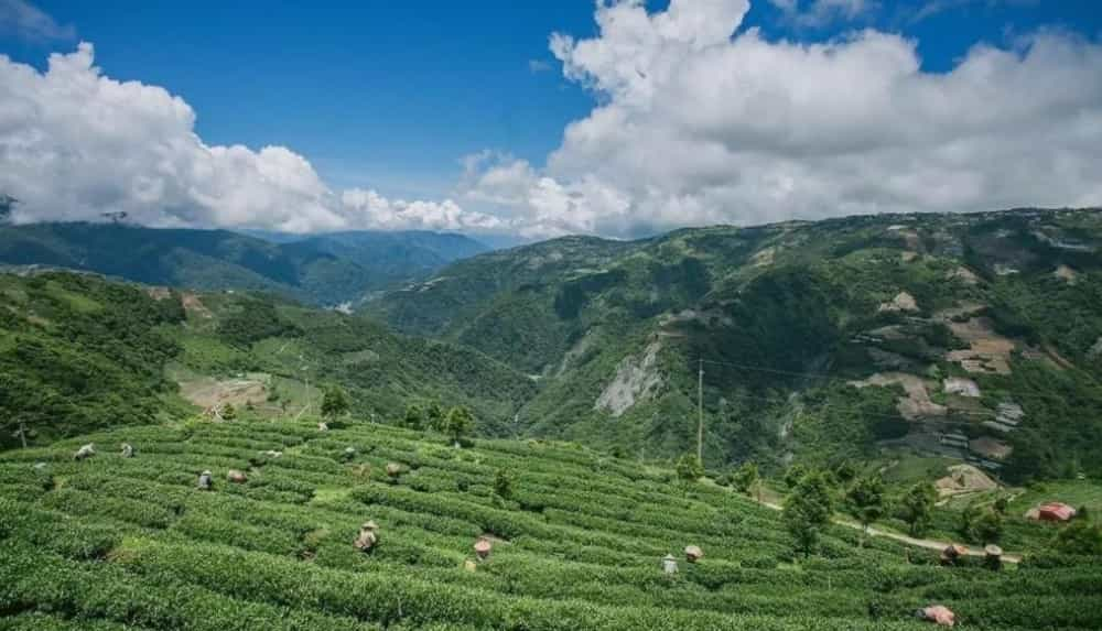 台湾茶叶有哪些