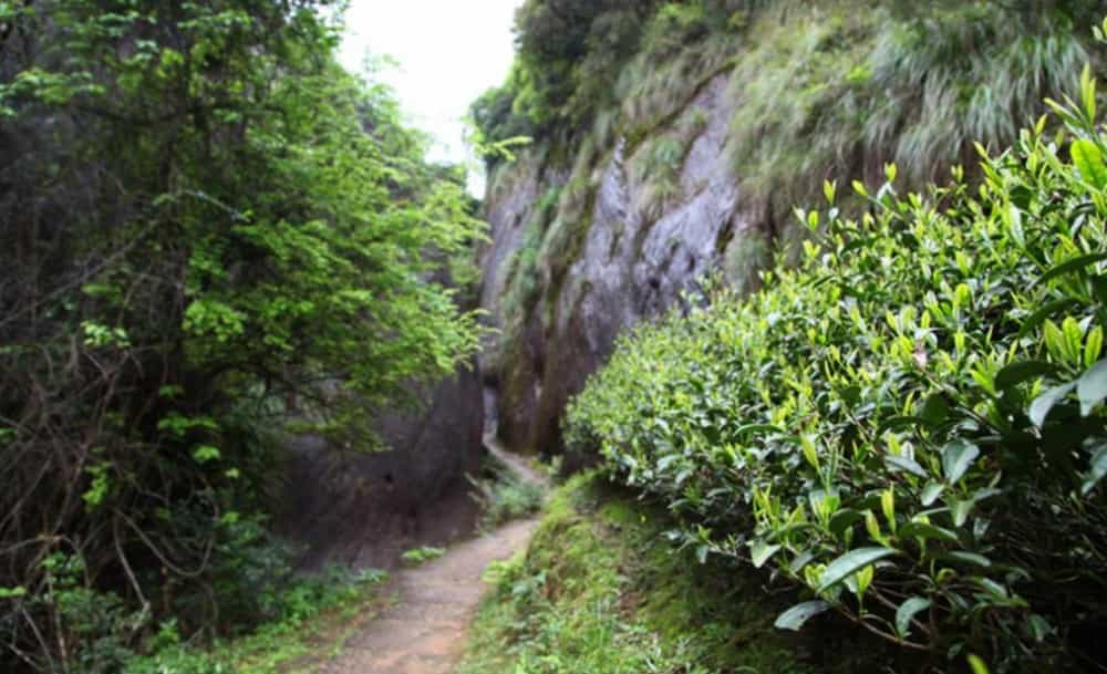 武夷山山场特点