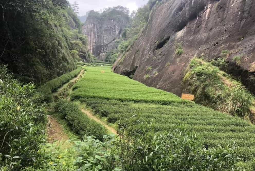 武夷山山场特点