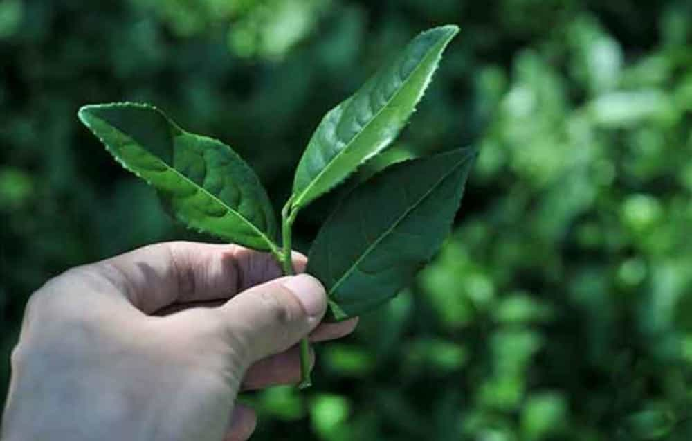 铁观音是花茶还是绿茶