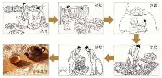 传统安化黑茶的发酵过程