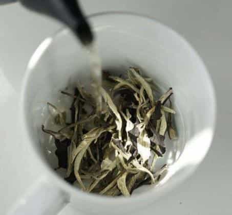 一文读懂，福鼎白茶、政和白茶、安吉白茶、月光白茶的区