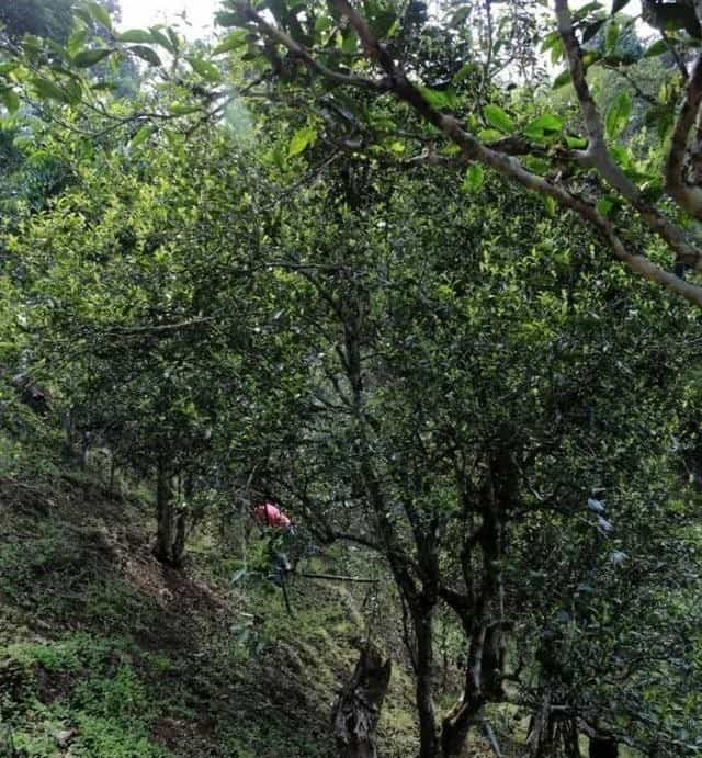 细说云南各大山头普洱茶的特点，对普洱茶的疑惑都在这里