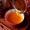 红茶之王：正山小种的传奇