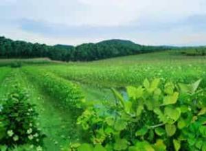 野生普洱茶价格一斤多少钱 野生普洱茶价格一斤多少钱