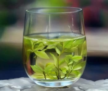 普洱生茶是否属于绿茶