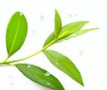 肾病患者可以饮用绿茶吗？